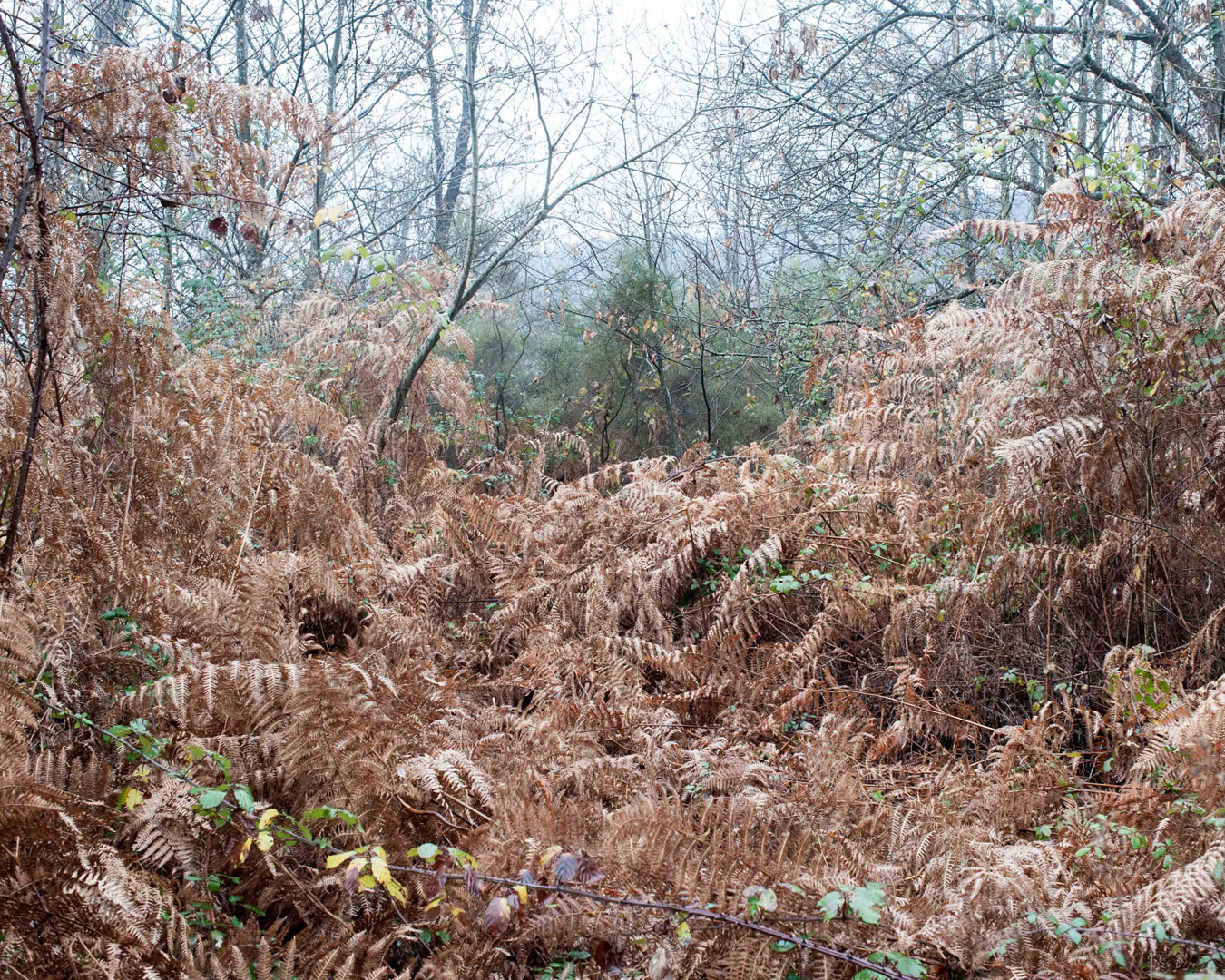 Forest landscape photograph taken in Epping Forest, showing natural textures, light, and woodland forms